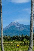 Farmers Work in A Paddy Field - Indonesia