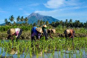 Farmers Work in A Paddy Field - Indonesia