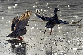 Mallards in Vinnytsia