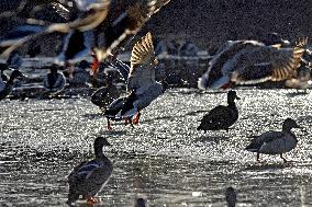 Mallards in Vinnytsia