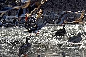 Mallards in Vinnytsia