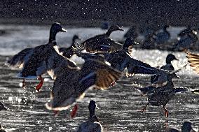 Mallards in Vinnytsia