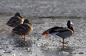 Mallards in Vinnytsia