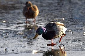 Mallards in Vinnytsia