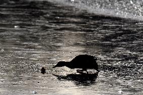 Mallards in Vinnytsia