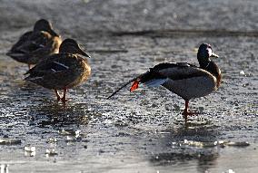 Mallards in Vinnytsia