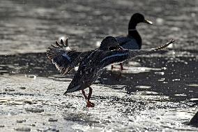 Mallards in Vinnytsia