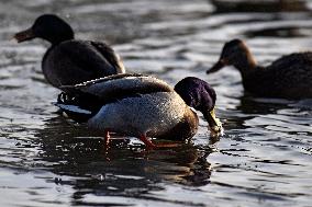 Mallards in Vinnytsia