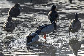 Mallards in Vinnytsia