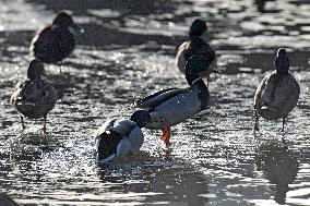 Mallards in Vinnytsia