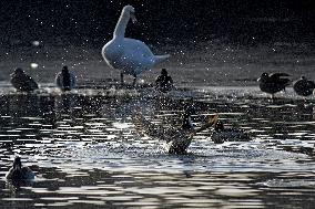 Mallards in Vinnytsia