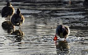 Mallards in Vinnytsia