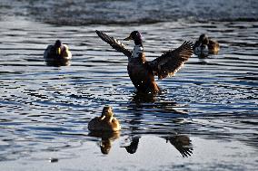 Mallards in Vinnytsia