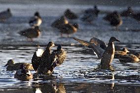 Mallards in Vinnytsia