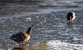 Mallards in Vinnytsia