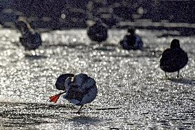 Mallards in Vinnytsia