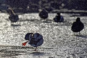 Mallards in Vinnytsia