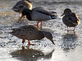 Mallards in Vinnytsia