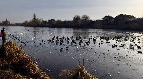 Mallards in Vinnytsia