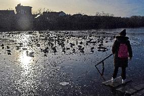 Mallards in Vinnytsia