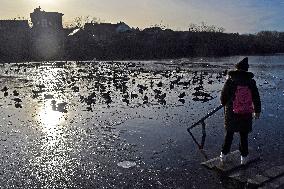 Mallards in Vinnytsia