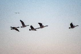 Kayakers And Canada Geese At Oxbow