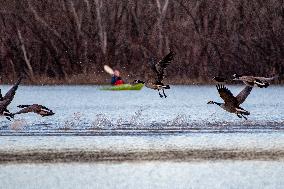 Kayakers And Canada Geese At Oxbow