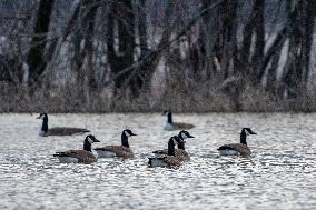 Kayakers And Canada Geese At Oxbow