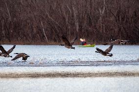 Kayakers And Canada Geese At Oxbow