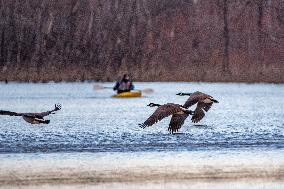 Kayakers And Canada Geese At Oxbow