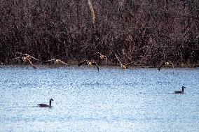 Kayakers And Canada Geese At Oxbow