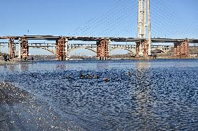 Birds on Dnipro River in Zaporizhzhia