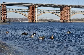 Birds on Dnipro River in Zaporizhzhia