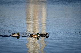 Birds on Dnipro River in Zaporizhzhia