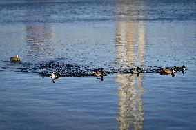 Birds on Dnipro River in Zaporizhzhia