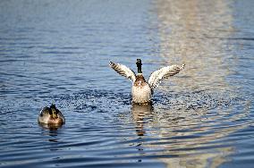 Birds on Dnipro River in Zaporizhzhia