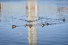 Birds on Dnipro River in Zaporizhzhia