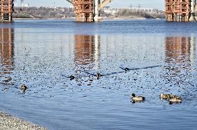 Birds on Dnipro River in Zaporizhzhia