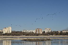 Birds on Dnipro River in Zaporizhzhia