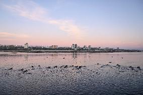 Birds on Dnipro River in Zaporizhzhia