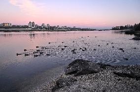 Birds on Dnipro River in Zaporizhzhia