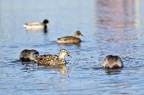 Birds on Dnipro River in Zaporizhzhia