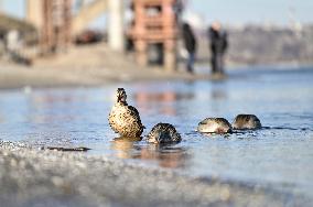 Birds on Dnipro River in Zaporizhzhia