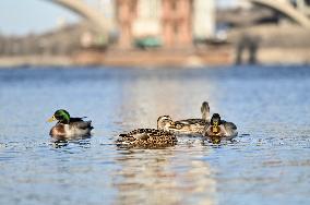 Birds on Dnipro River in Zaporizhzhia