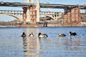 Birds on Dnipro River in Zaporizhzhia