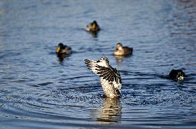 Birds on Dnipro River in Zaporizhzhia