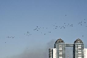 Birds on Dnipro River in Zaporizhzhia