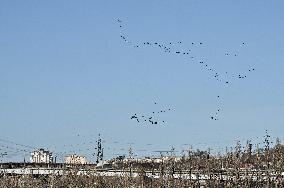 Birds on Dnipro River in Zaporizhzhia