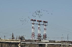 Birds on Dnipro River in Zaporizhzhia