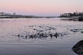 Birds on Dnipro River in Zaporizhzhia